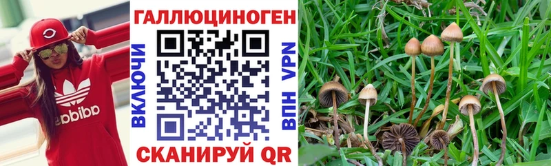 кракен как войти  Кизилюрт  Псилоцибиновые грибы GOLDEN TEACHER 
